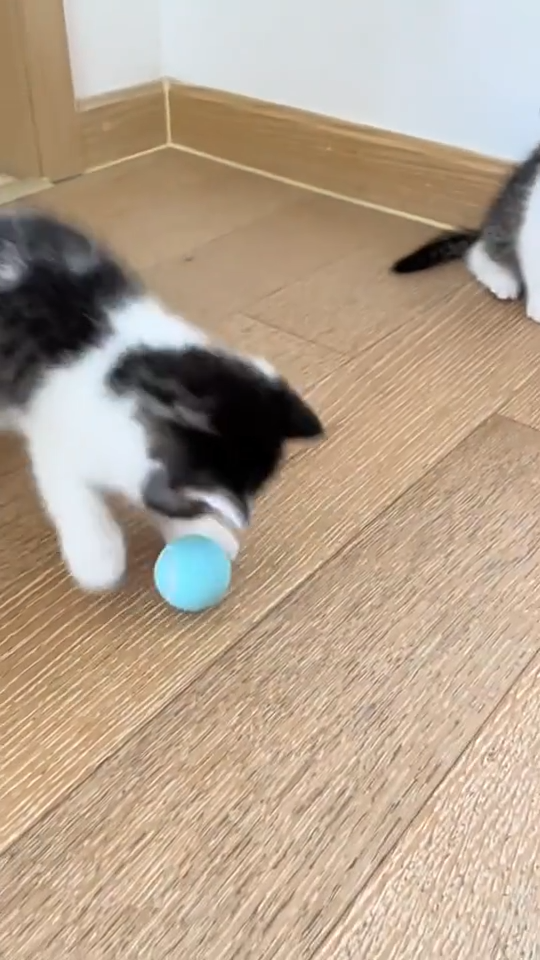 Po&Co Smart Pet Cat Rolling Ball Dog Toys Rechargeable Cats Toy Puppy Balls Motion Ball Self-moving Kitten Toys for Indoor Interactive Playing